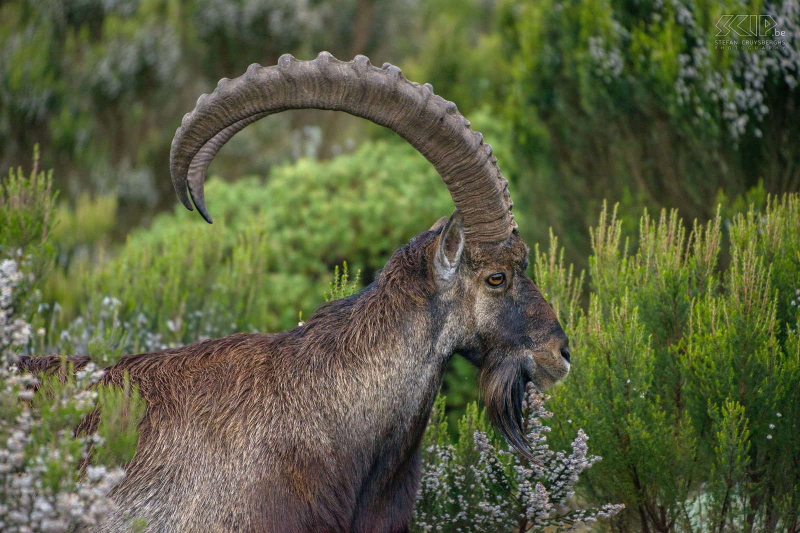 Simien Mountains - Ghenek - Walia steenbok Een grote mannelijke Walia steenbok (Walia ibex, Capra walie) met z’n indrukwekkende hoorns. Stefan Cruysberghs